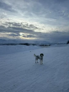 Pet Friendly Motel in Glennallen, AK