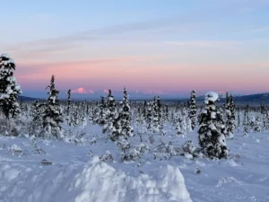 Trees With Snow And Sunset